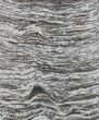 Polished Precambrian Stromatolite - Siberia #57582-1